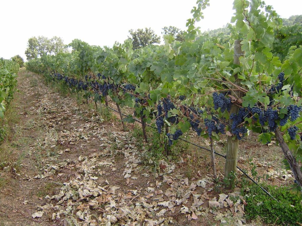 Turimenha Vendégház Marvão Kültér fotó
